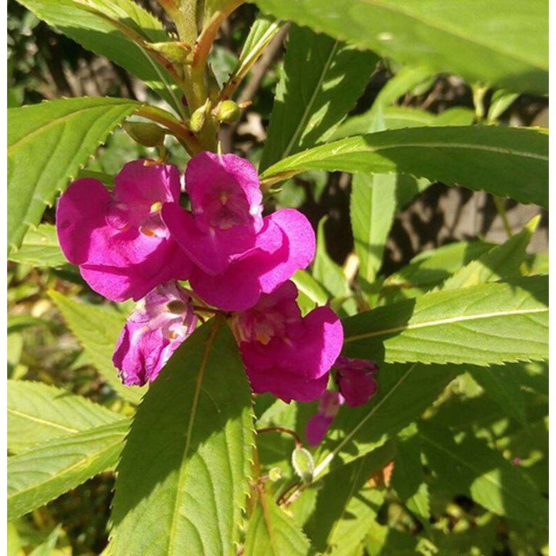 BIBIT daun pacar air/bibit bunga pacar air Siap tanam