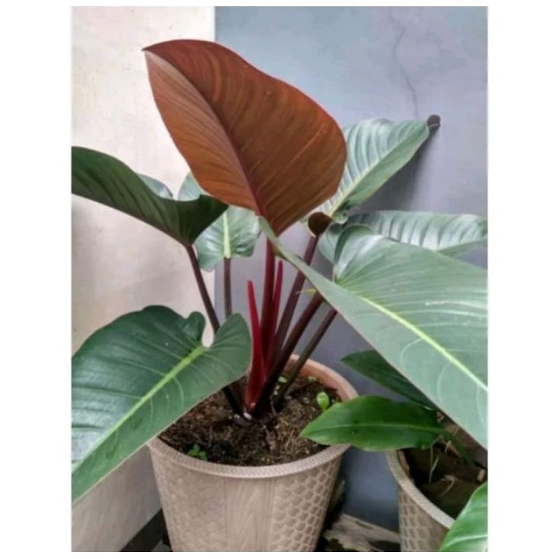 Tanaman Hias Philodendron Red Congo - Congo rojo compacta