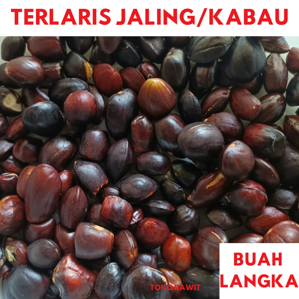 KABAU 500 gr atau jolang jaling seperti jengkol petai sumatra
