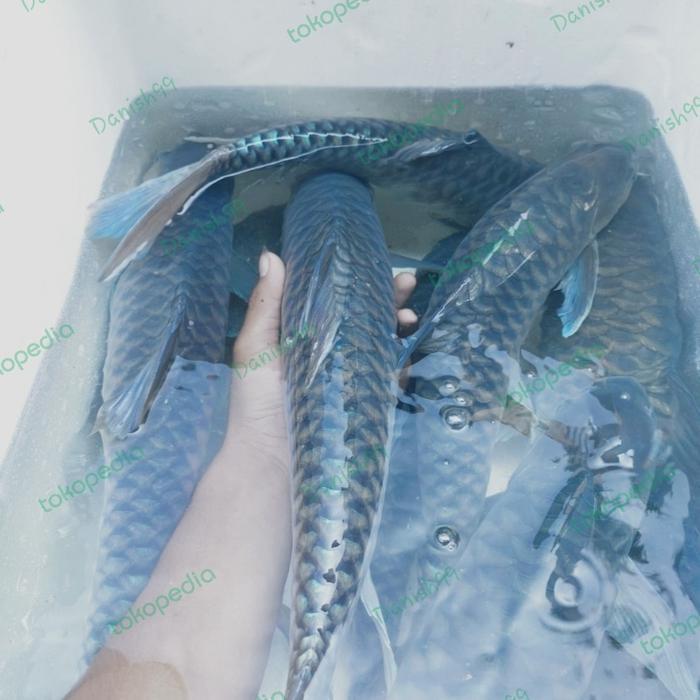 Blue masheer / ikan dewa / masheer biru 7-9 cm