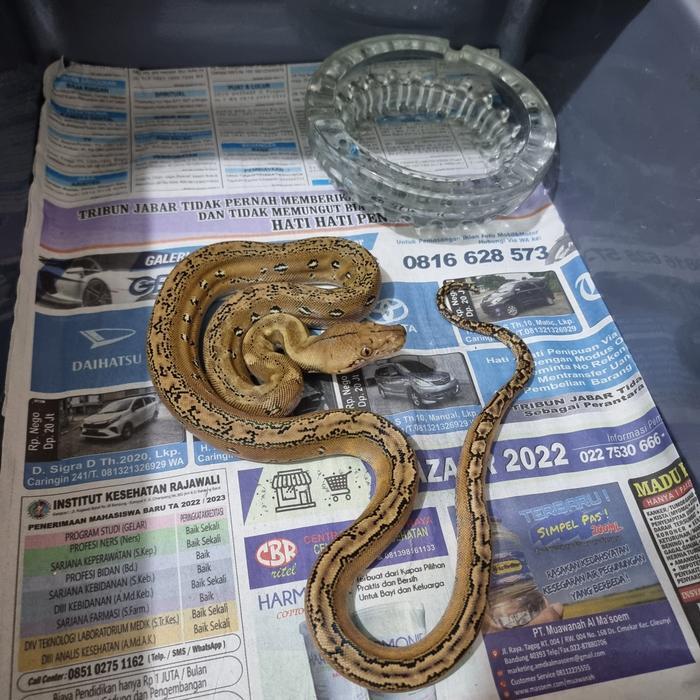 READYY GE retic klawu phantom jantan