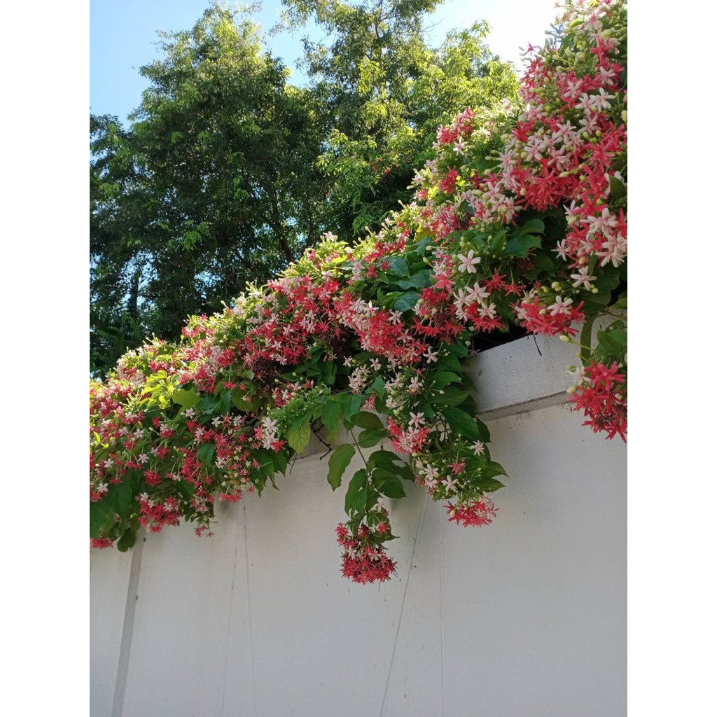 tanaman hias melati belanda rambat - melati belanda - bunga melati belanda bibit