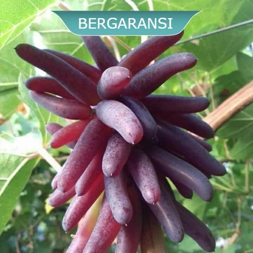 Bibit Anggur Import Halloween Seedless jari  BERGARANSI  - CHETOZ