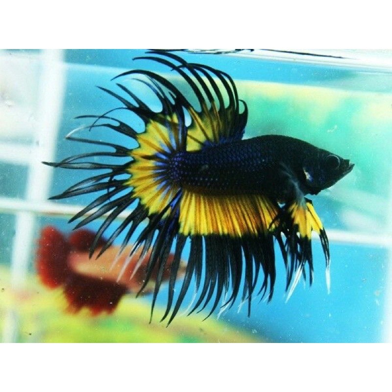 Ikan Cupang Crowntail Serit Jantan Grade A+ Ekor Panjang Size M