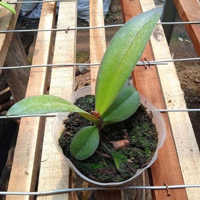 tanaman hias anggrek bulan bunga putih - anggrek bulan bunga putih