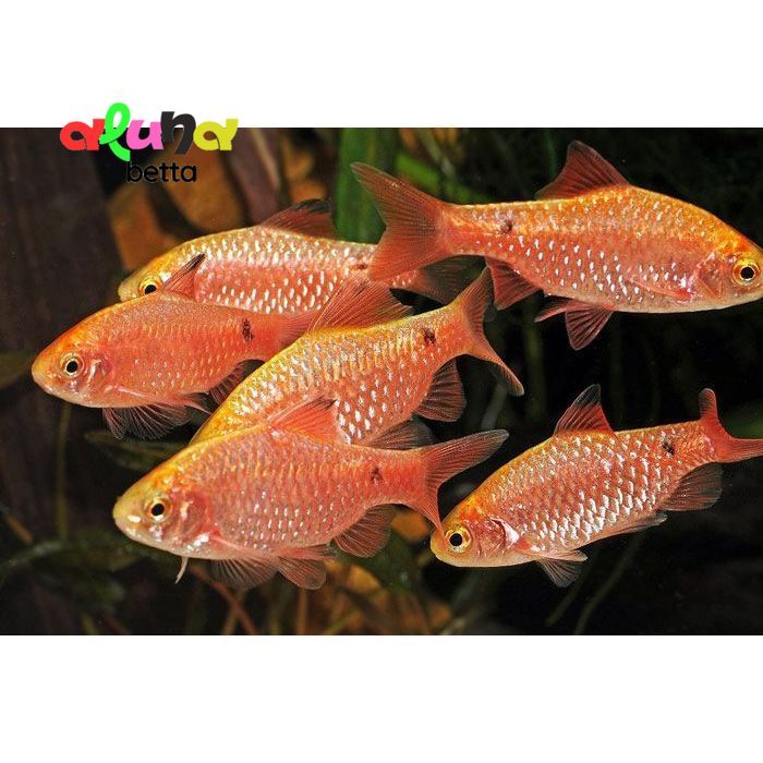 ikan hias chery barb ISI 10/ barbir / BARBIR ROSY Aquarium Aquascape