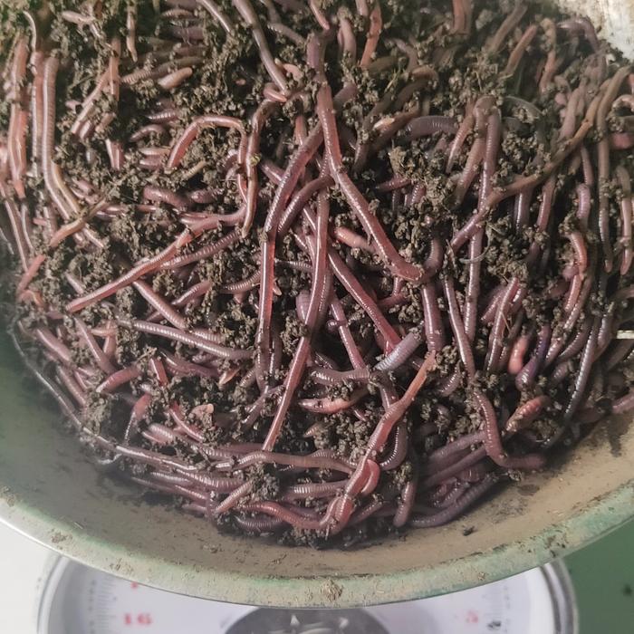 Cacing Tanah ANC / CAcing Merah ANC / Cacing kiloan - 1KG