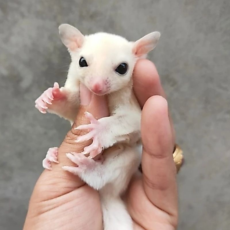 Suger Glider Joey Leucistic Tupai Albino Putih Polos Jinak Lucu