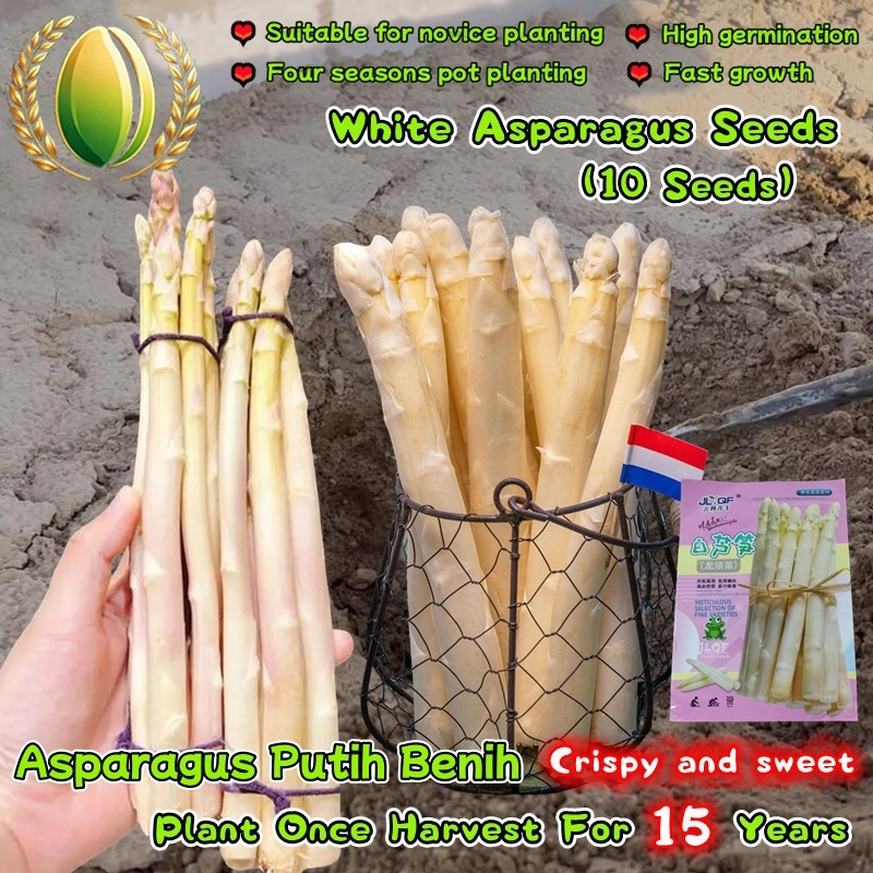 10 Biji Asparagus Putih Untuk Menanam Sayuran, Tanaman Asparagus, Bibit Asparagus White Asparagus Se