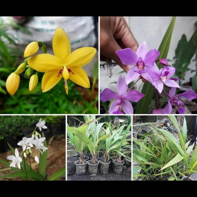 Anggrek ( anggrek tanah ) jenis sepesi