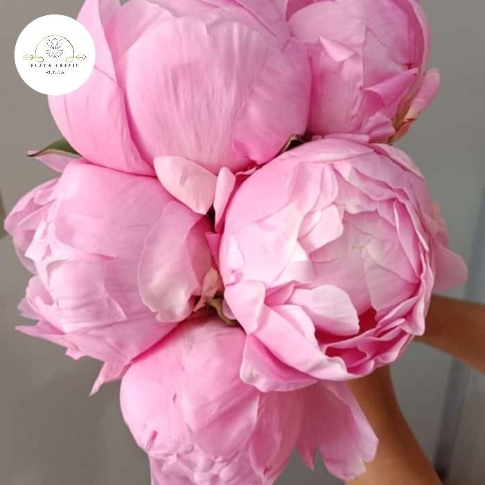 bunga peony asli |fresh| segar|import|Afiqah_Flowers