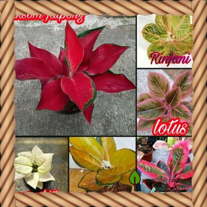 PROMO PAKET 6 BONGGOL/BENIH AGLONEMA SUKSOM JAIPONG,SUPER