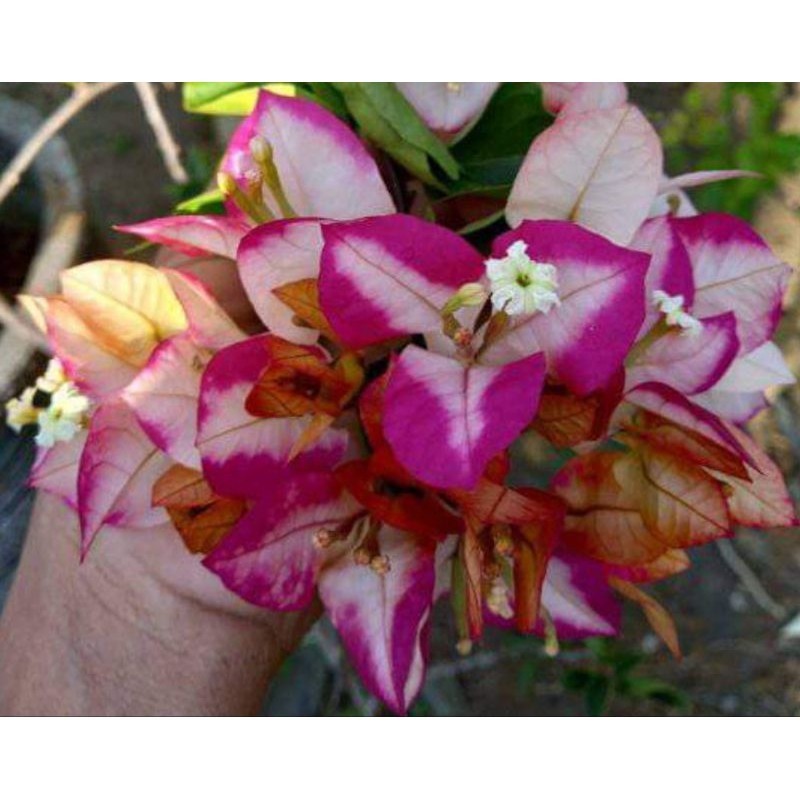 Bibit bugenvil citra suvia