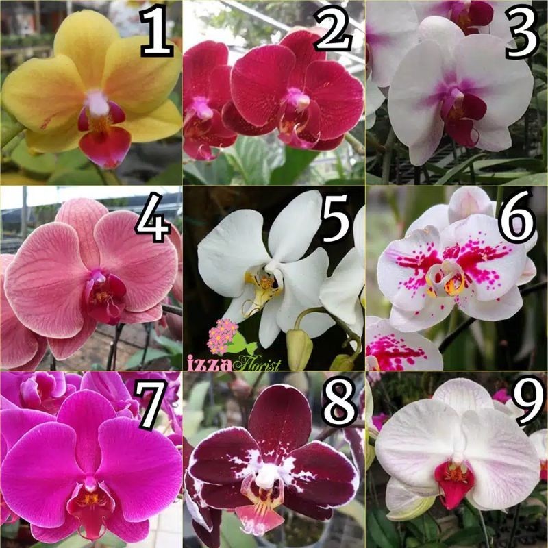 Paket 6 Tanaman Anggrek Bunga Anggrek Tanaman Hias Anggrek