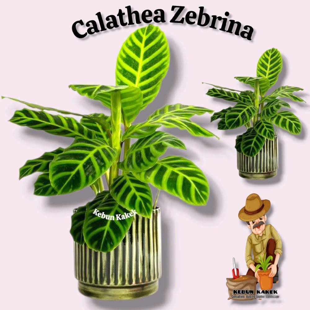 Calathea Zebrina / Tanaman Hias Calathea Zebrina / Tanaman Hidup Calathea Zebrina