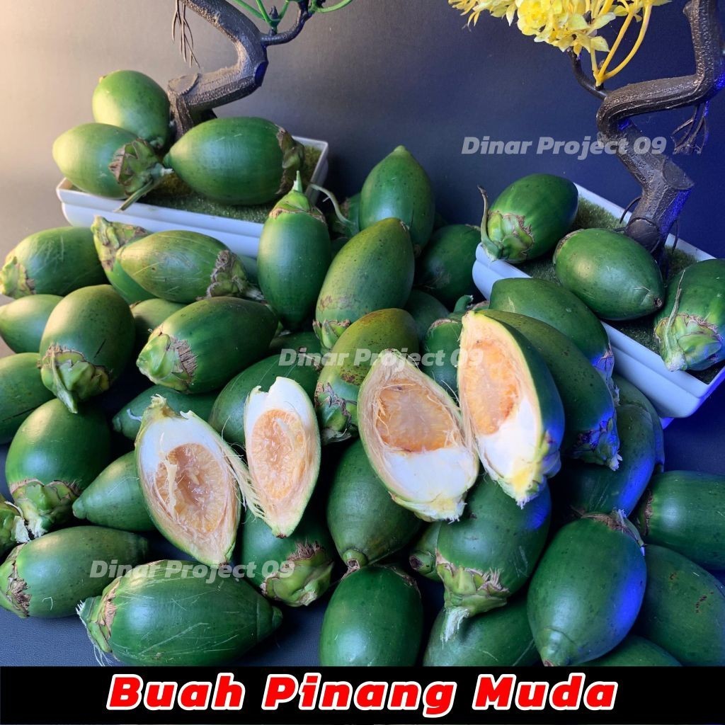 Buah Pinang Muda Segar / Pinang Jambe Fresh / Herbal Stamina Pria & Wanita