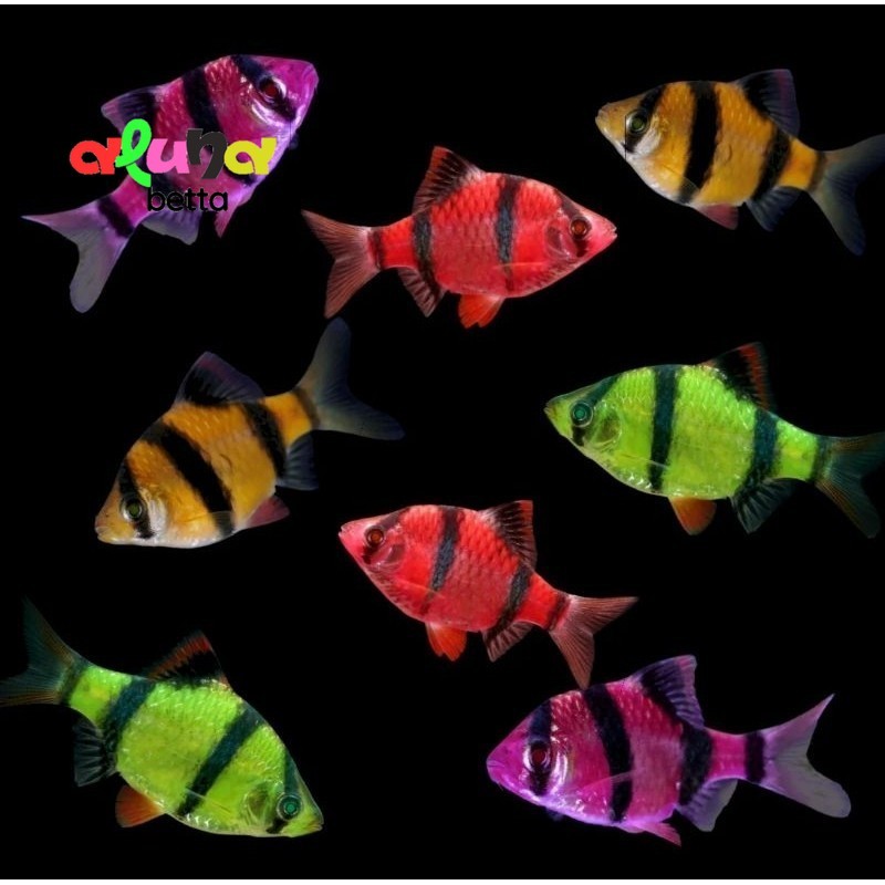 PROMO SUMATRA GLOWFISH isi 10pcs BERGARANSI  geloww