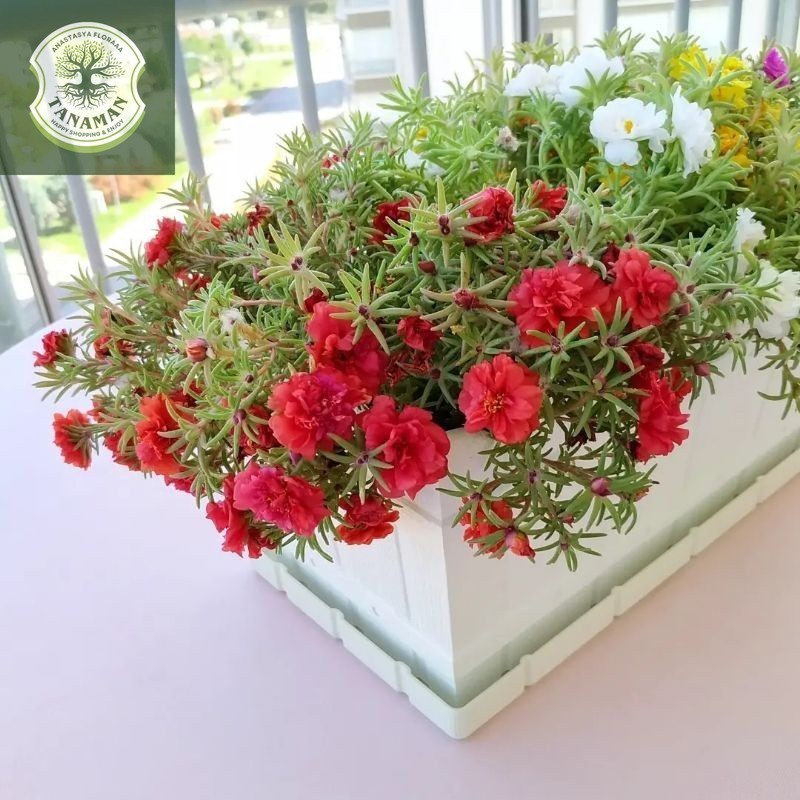 Tanaman hias Krokot mawar merah / rose moss red / Portulaca grandiflora