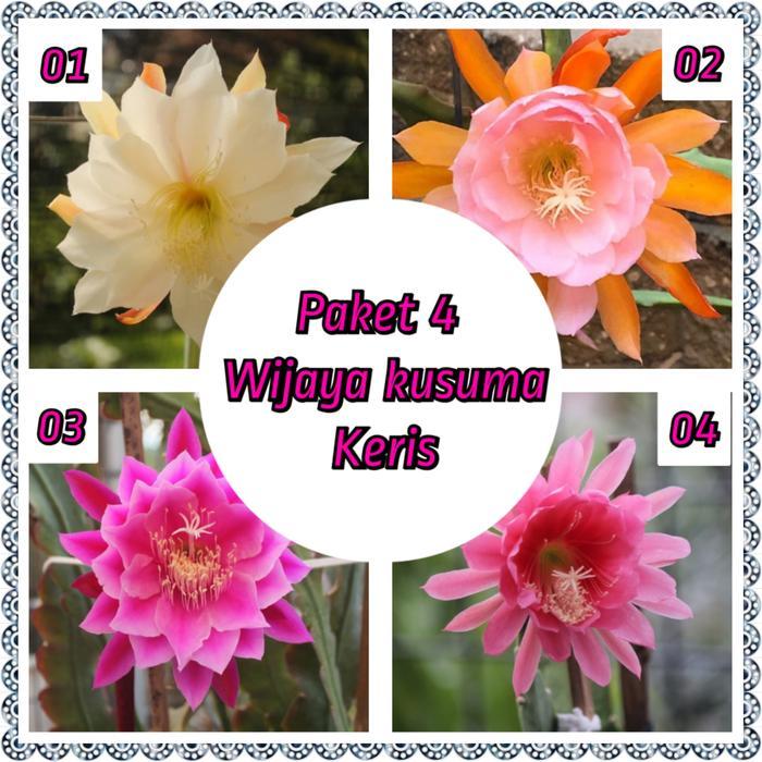 paket bunga wijaya kusuma keris - tanaman hias wijaya kusuma keris