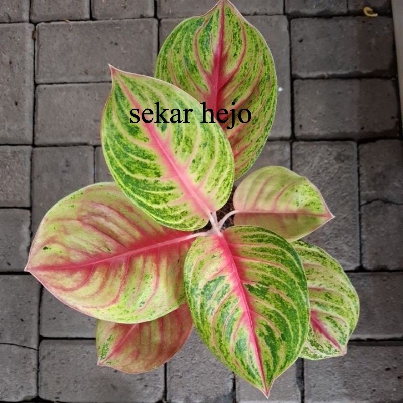 Aglonema Andini Tanaman Dewasa Jumbo Kualitas Bagus