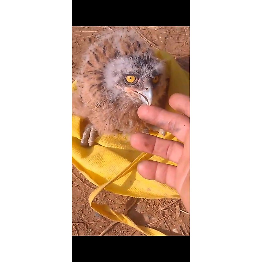 Buffy fish owl bc