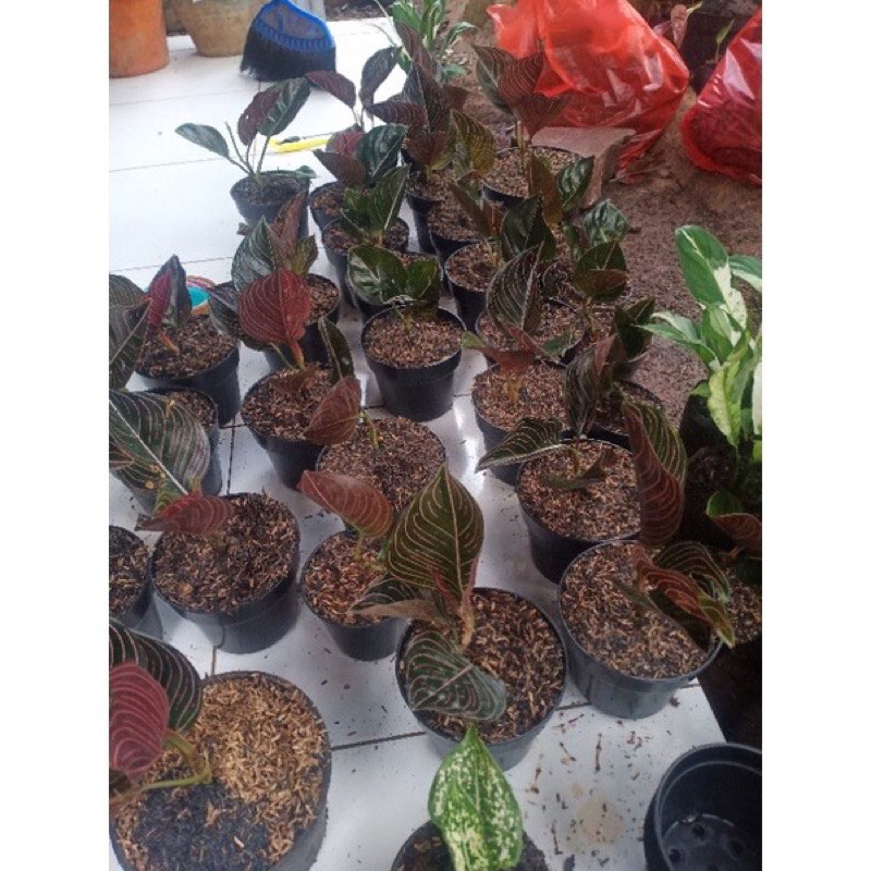 PROMO (BISA COD) PROMO Aglonema rotundum aceh anak - rotundum aceh 2-4daun TERLARIS