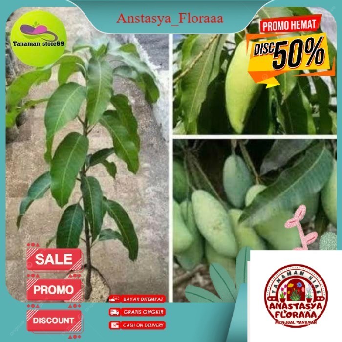 A03 BIBIT MANGGA OKYONG/BUAH MANGGA POHON MANGGA OKYONG