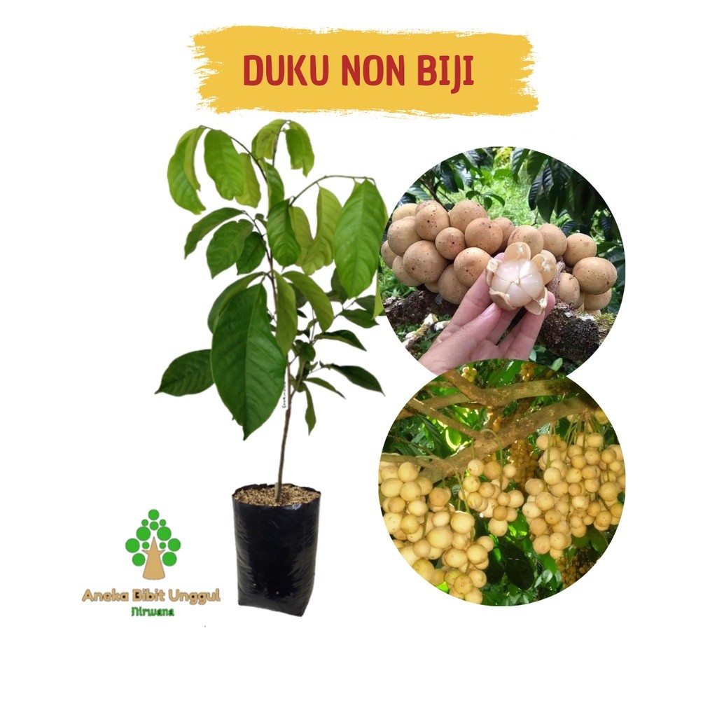 Siap Tanam No.1 Unggul BIBIT DUKU TANPA BIJI - BIBIT DUKU -  BIBIT BUAH DUKU - DUKU TANPA BIJI - BIB