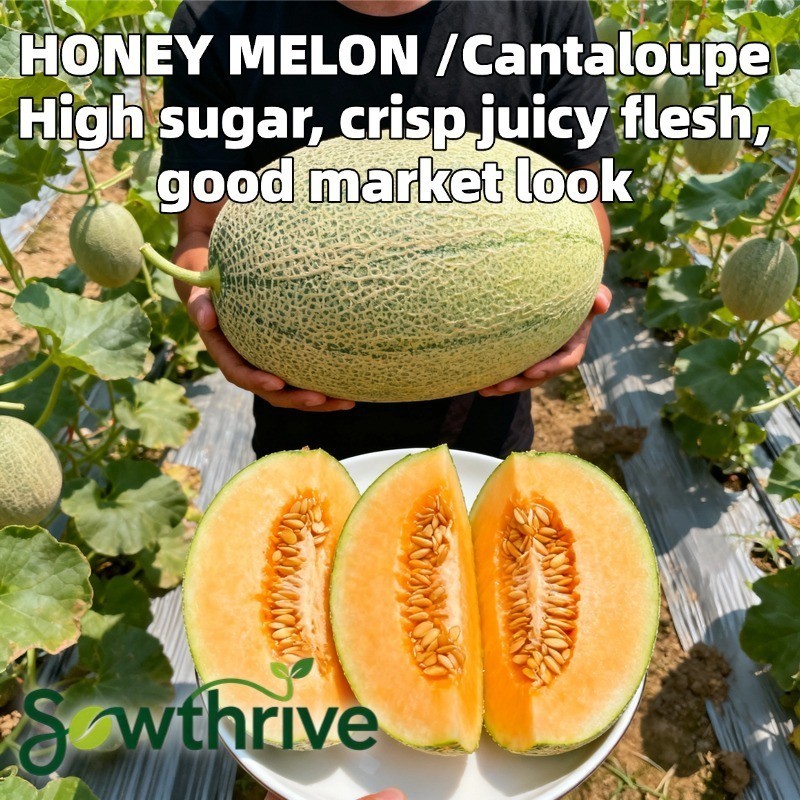 Biji Benih Buah Melon Hami Madu Manis Isi 30 Butir | Benih Melon Hami Xizhou Super Manis Hami Melon 