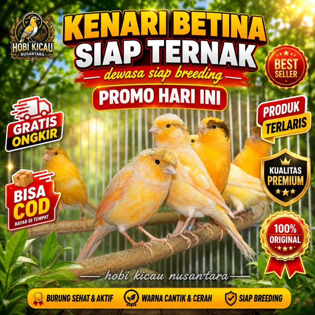 Burung Kenari Loper Betina Siapan Atau Kenari Betina Lokal Super babon indukan