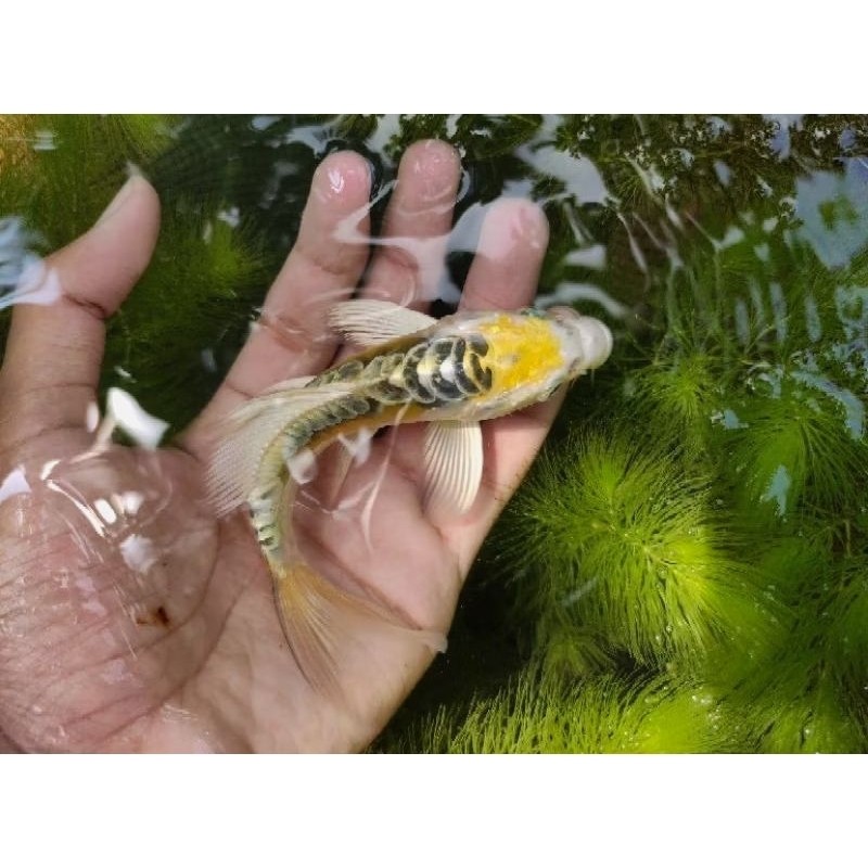TERLARIS paket 10 ekor koi metalik slayer sisik naga size 8-10 cm bergaransi ada ogon kabuto platinu