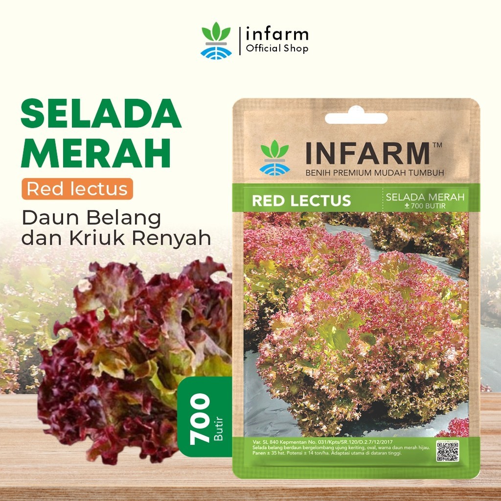INFARM - Benih Sayur Selada Belang Redlectus, Benih Unggul Sayur Selada Belang Bibit Super Sayur Sel