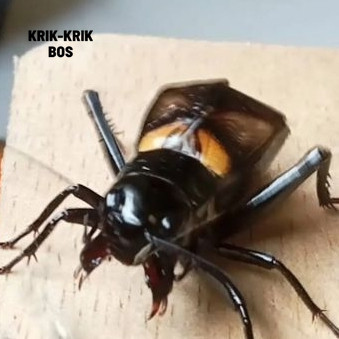 Jangkrik Merah Hidup  Jangkrik Hitam Paket  Jangkrik Super Kalung TPSR PAKET 15 - 30  JANGKRIK KALUN