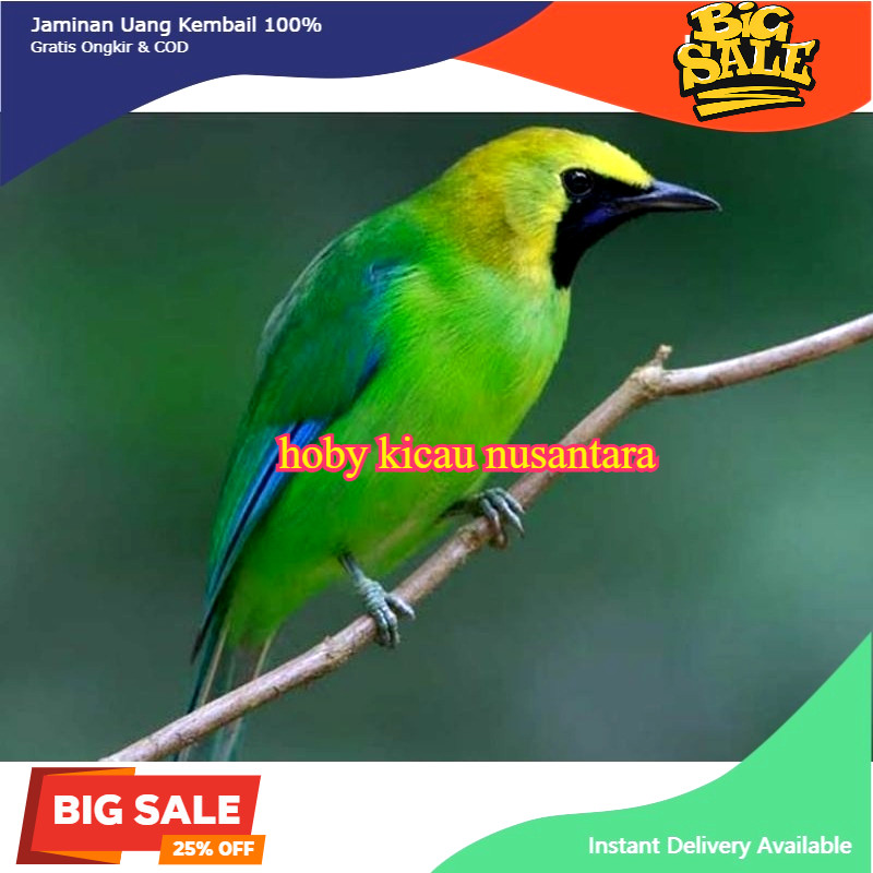 Burung cucak ranting jantan rawatan jomin