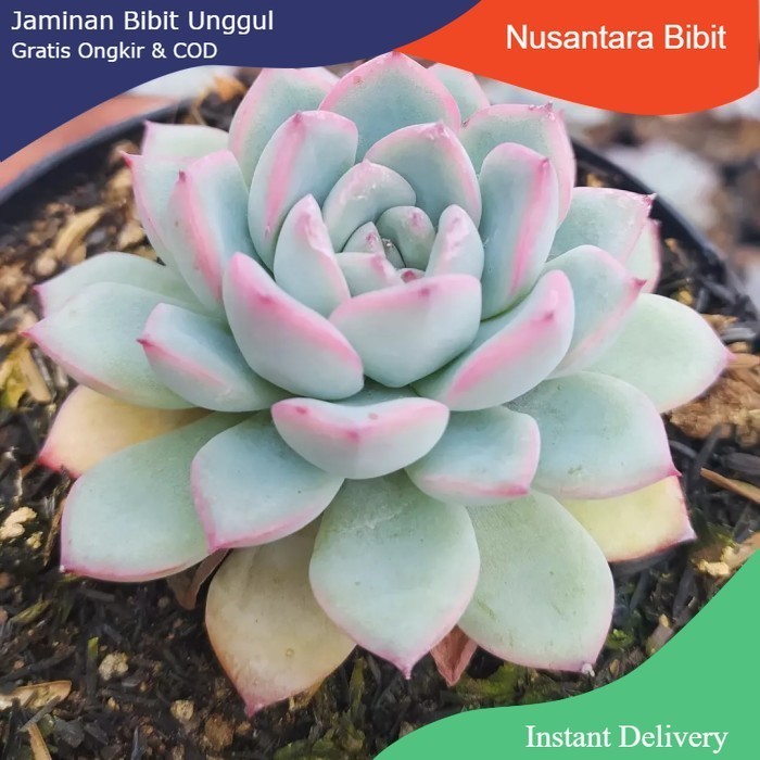 Tanaman Sukulen / Kaktus Mawar