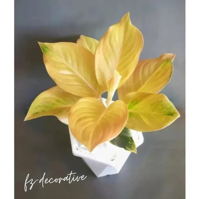 ( GRATIS ONGKIR ) anakan aglonema golden LOVE 1/2/3 daun Murahh / tanaman hias aglaonema murah promo