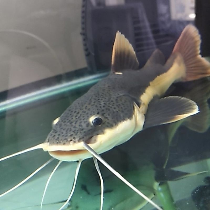 RTC -+9+10cm ( Red tail Catfish)