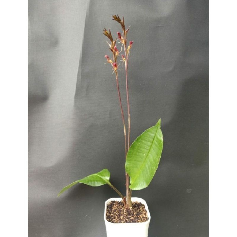 New Promo Anggrek tanah melaxis spesies hutan:-