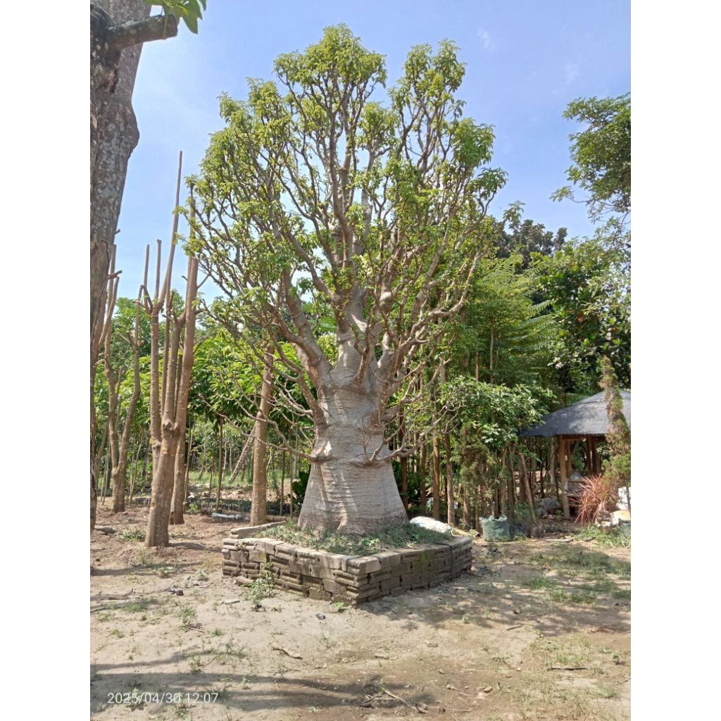Bibit Baobab Tinggi -+ 70cm Pohon Kehidupan Unik