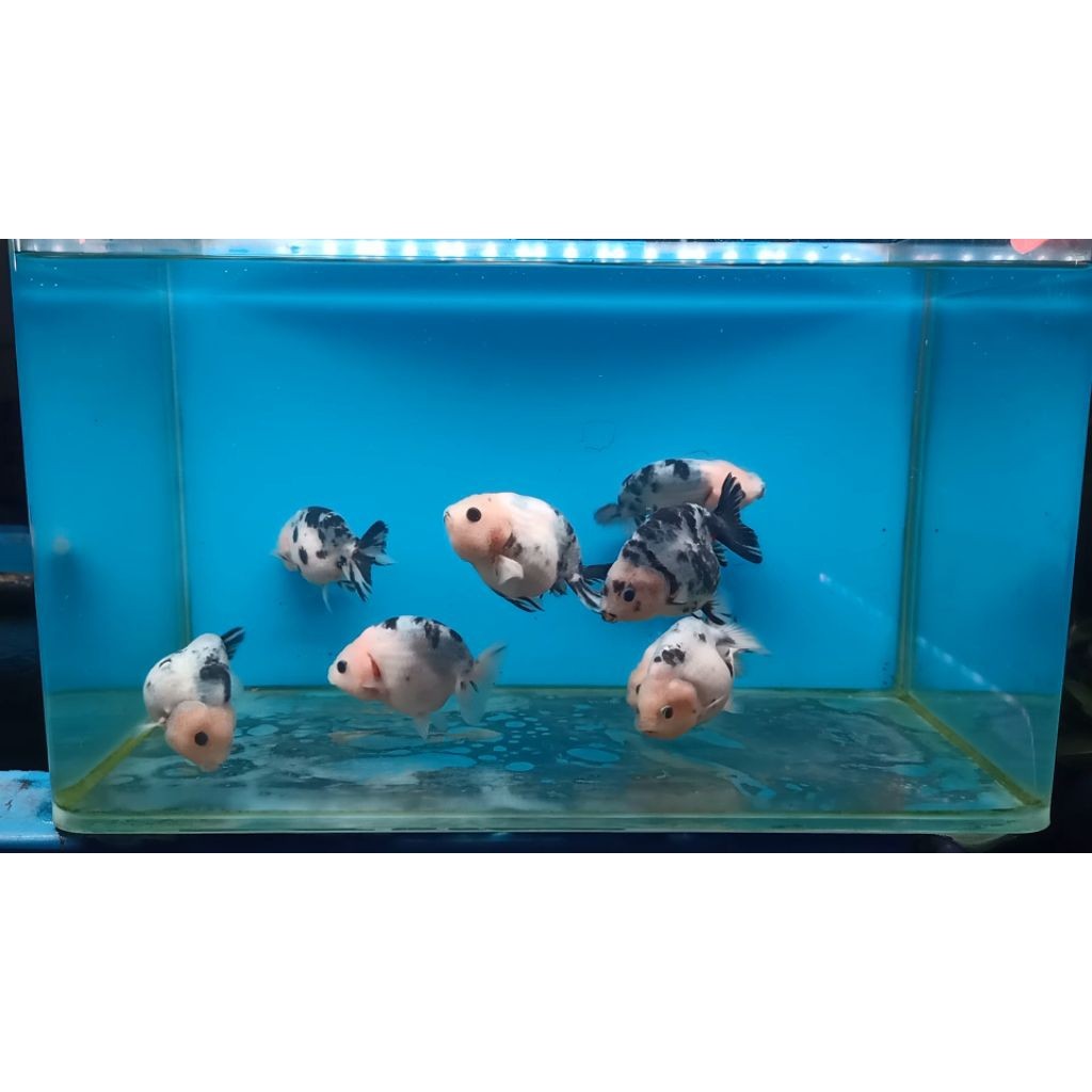 Ikan hias koki ranchu sapi 5-7
