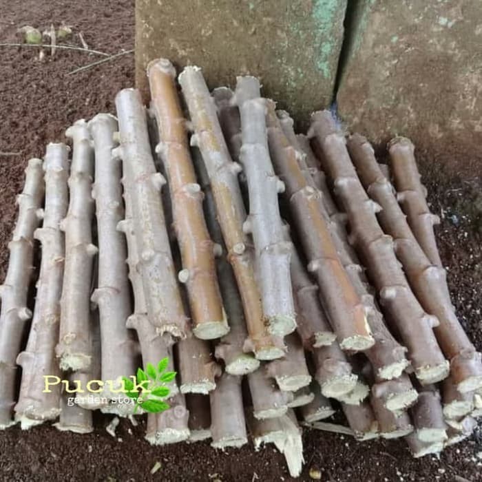 DAUNTIALAM Bibit pohon singkong gajah/ paket 20batang