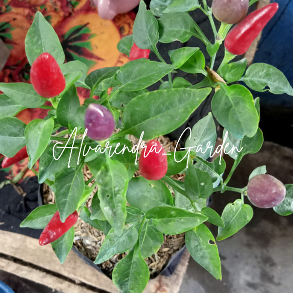 TANAMAN HIAS CABE PELANGI bibit cabe pelangi bibit cabai pelangi bibit lombok pelangi