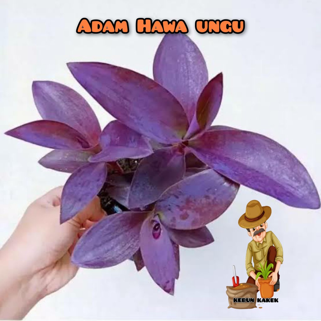 TANAMAN ADAM HAWA UNGU / TANAMAN HIAS ADAM HAWA