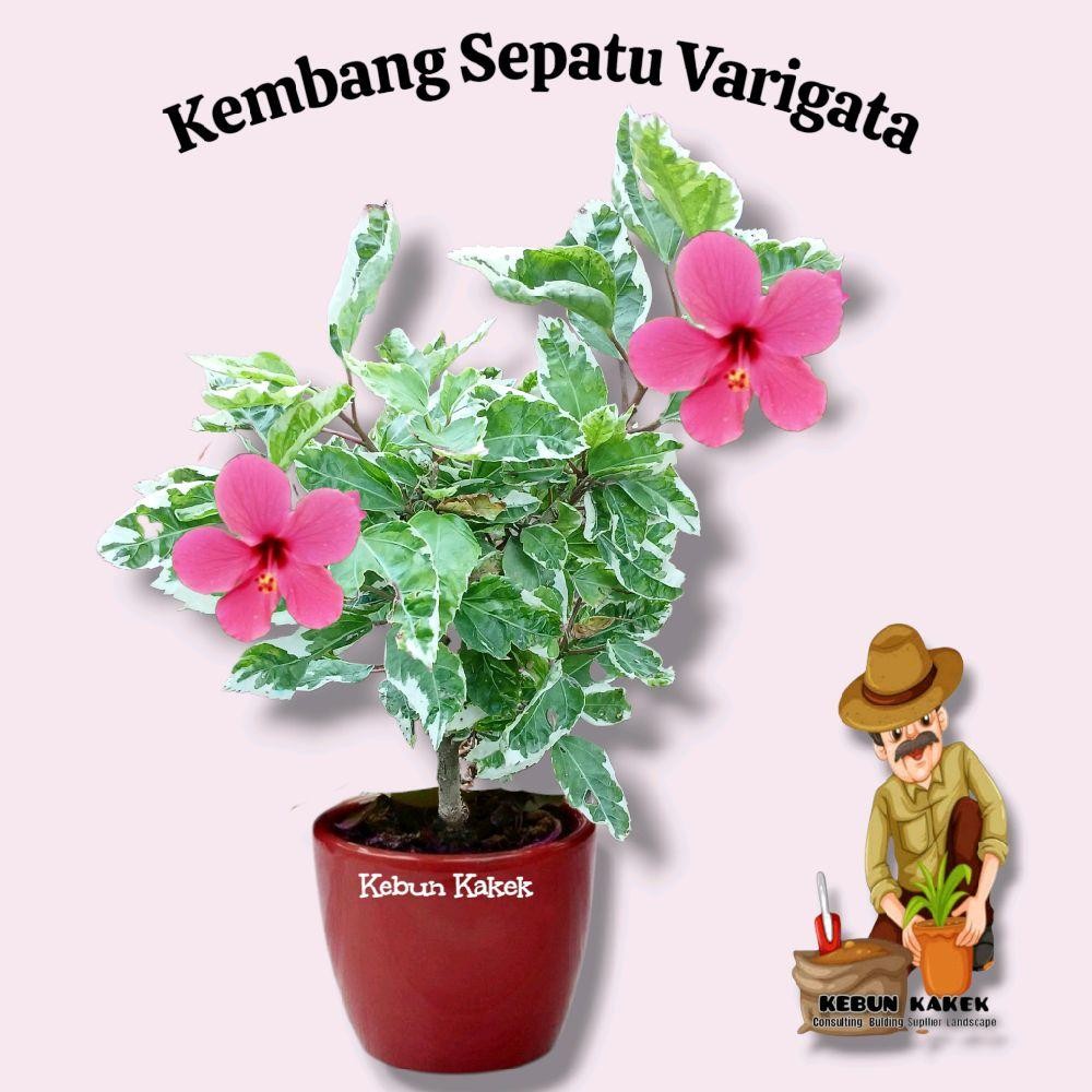 Tanaman Kembang Sepatu Varigata / Bunga Sepatu Varigata / Kembang Sepatu Bunga Pink