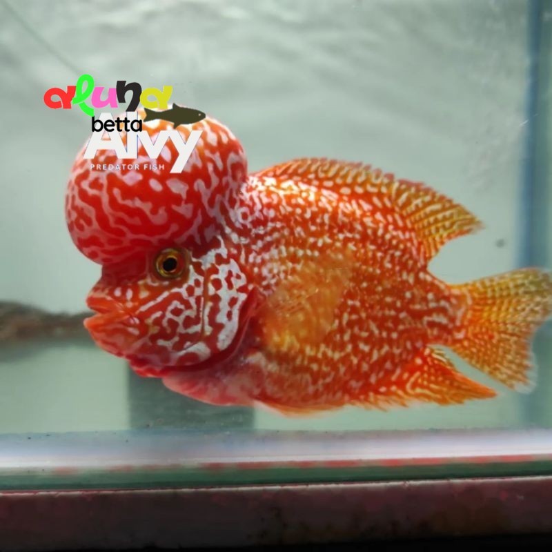 Hiyasan burayak louhan GB GOLDEN BASE lohan baby super gradeA ngusri