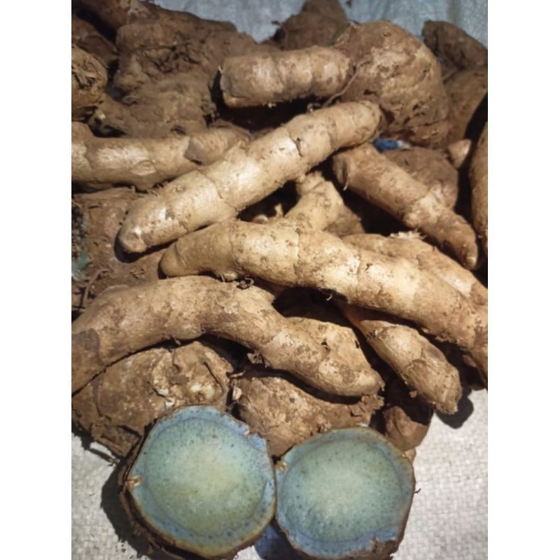 Kunyit Hitam premium (Curcuma caesia) 500 gram fresh