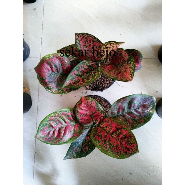 aglonema red spider lokal