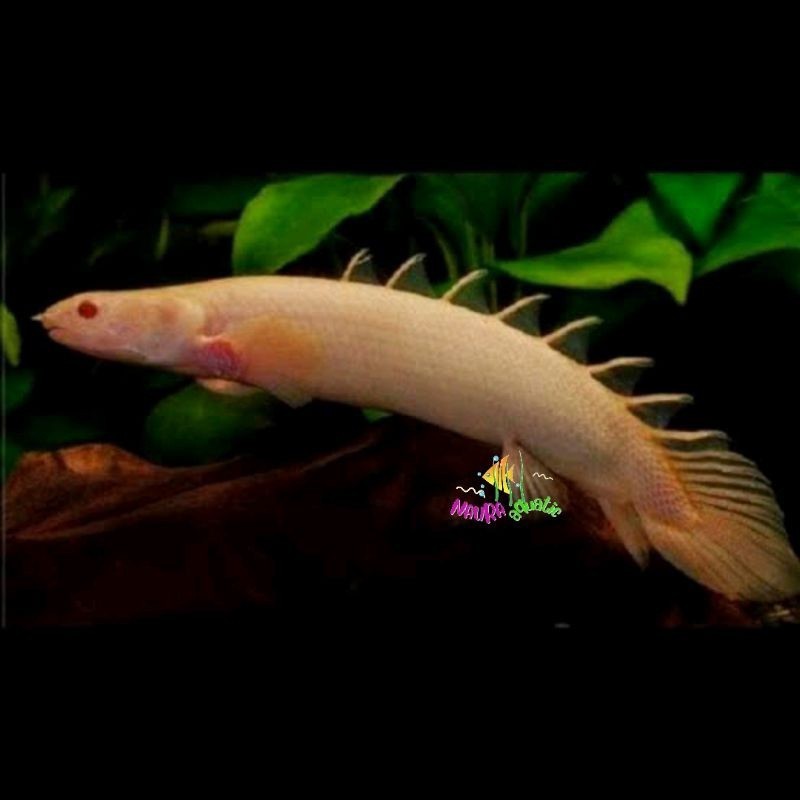Pemanis Akuarium Naga 10-12 Cm Mata Merah Albino Palmas Kebutuhan Aquarium