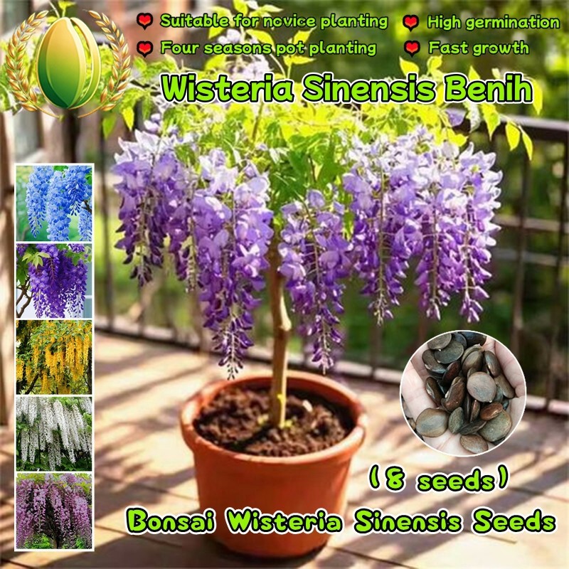8pcs/pack Benih Wisteria Sinensis Benih Tanaman Wisteria Benih Tanaman Berbunga Benih Bunga Gantung 