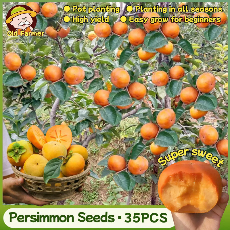 100% Asli Biji Kesemek Manis Segar (35 Pcs/bag) Bibit Buah Bonsai Bibit Tanaman Pohon Kesemek